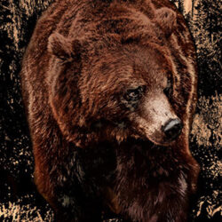 Bear walking in the woods with forest background