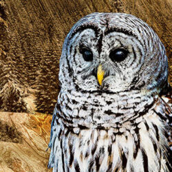Owl sitting on log with a wooden background