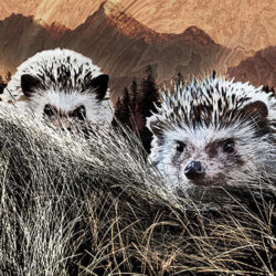 Hedgehogs in grass on wooden background