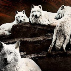 Pack of white wolves during eclipse on wooden background