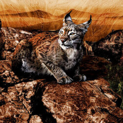 Lynx lying down on rocks on a wooden background