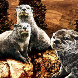 Otters playing near water with wooden background