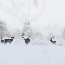 Deer in a snowstorm near woods
