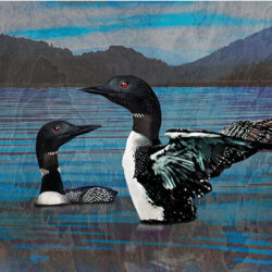 Two Loons in a lake