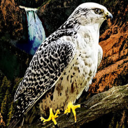 Falcon perched on a branch over a valley