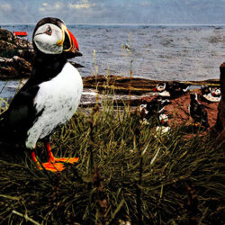 Puffins on rocks near lighthouse