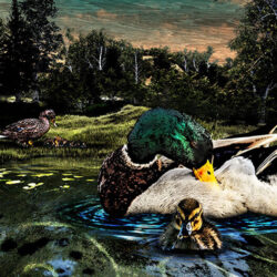 Family of ducks in a lake near the woods