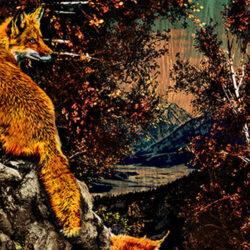 Fox family in the woods