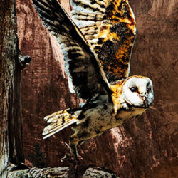 Barn owl taking flight