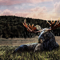 Moose Lying down in grass near a lake