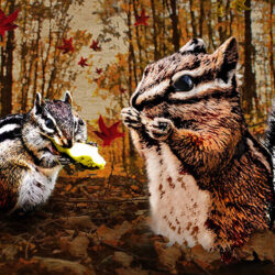 Chipmunks eating in a trail in the woods