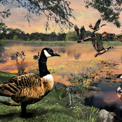 Geese on a lakeside