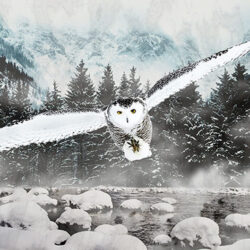 Snowy owl flying over a lake in winter