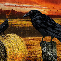 Crows in a field with bales of hay