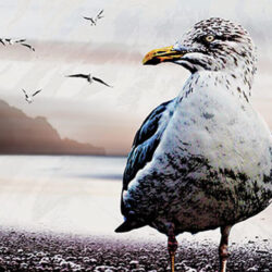 Seagull on shore in front of the sea