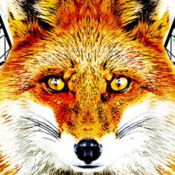 Fox headover geometric designs
