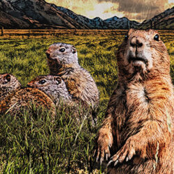 Goffers in a prairie