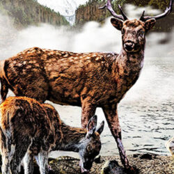 Deer with fawn near a lake