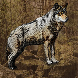 Wolf standing proud in the woods