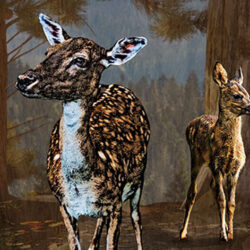 Two fawn in the woods