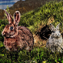 Bunny rabbits near their hole