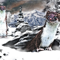 Weasels in the snow in the woods