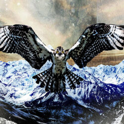 Osprey flying over a snowy mountain