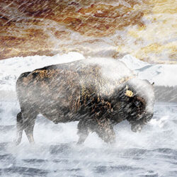 Bison in a snowstorm
