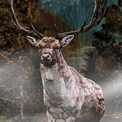Deer in foggy woods