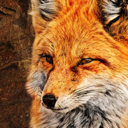 Fox with fox cubs in the woods