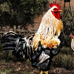 Rooster with hen in a yardRooster with hen in a yard