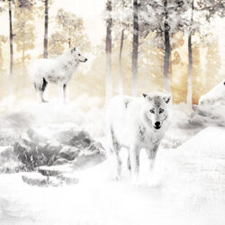Whites wolves in snow hunting