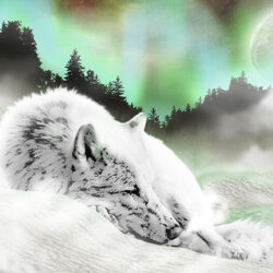 White wolf sleeping under northern lights
