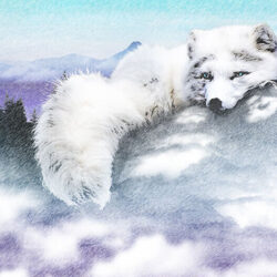 Arctic fox lying down in snow