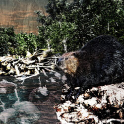 Beaver working on his dam