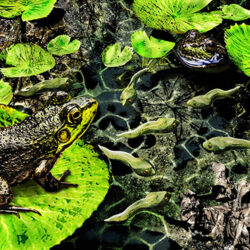 Frog family in pond with tadpoles swimming