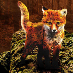 Baby fox in the woods
