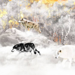 Pack of wolves hunting in the snow