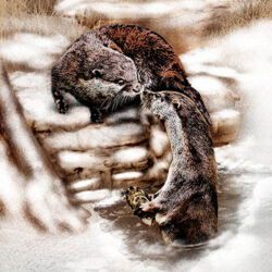 Two otters kissing in a frozen lake
