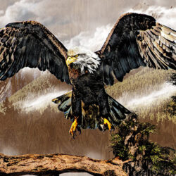 Bald eagle landing on a branch over mountain